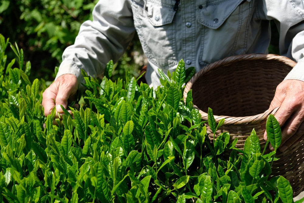 Green Tea and Liver Cancer Risk: Japan Cohort Findings