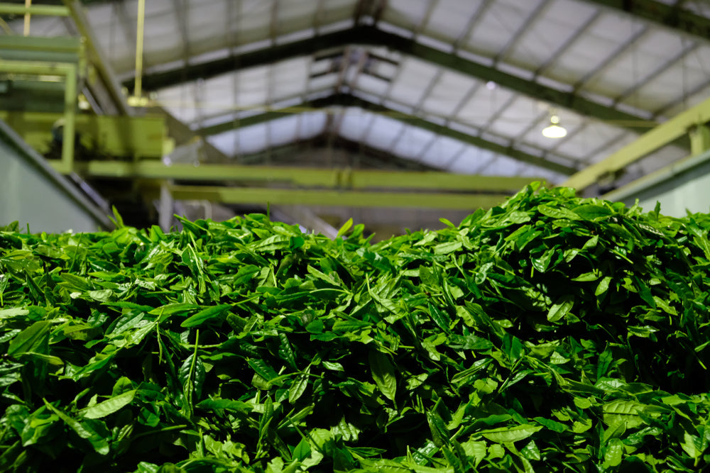 Mie Tea Fair 2026: Tencha Prices Signal Ceremonial Matcha Trends