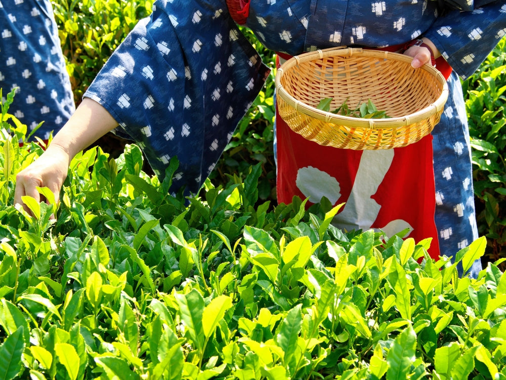Why MATCHA Is a Japanese Brand Built on Craft and Culture