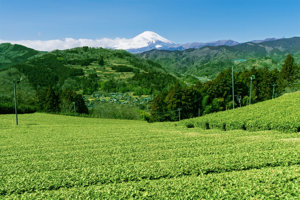 Shizuoka First-Flush Tea Output Ranks No. 1 in 2026