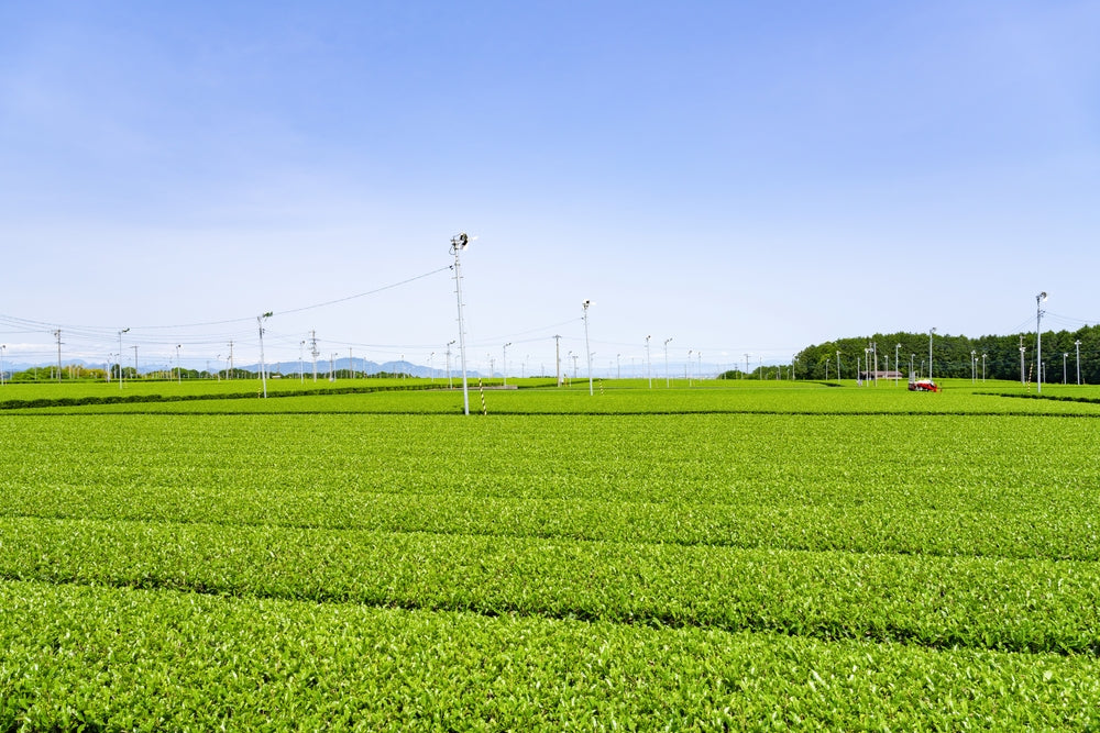 Shizuoka Drops to #2 in Japan's Crude Tea Production for Second Year as Kagoshima Leads in 2025