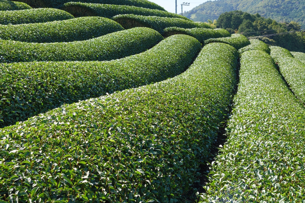 Uji Matcha Wholesale: Verify Japanese Origin Before Buying