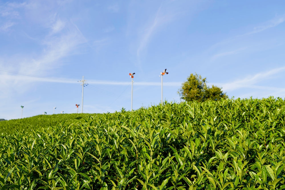Japan Matcha Supply at Risk: Nishio Production Declines Due to Extreme Heat and Drought