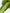 Nishiyama - Ceremonial Grade Macha - Nishio 300g